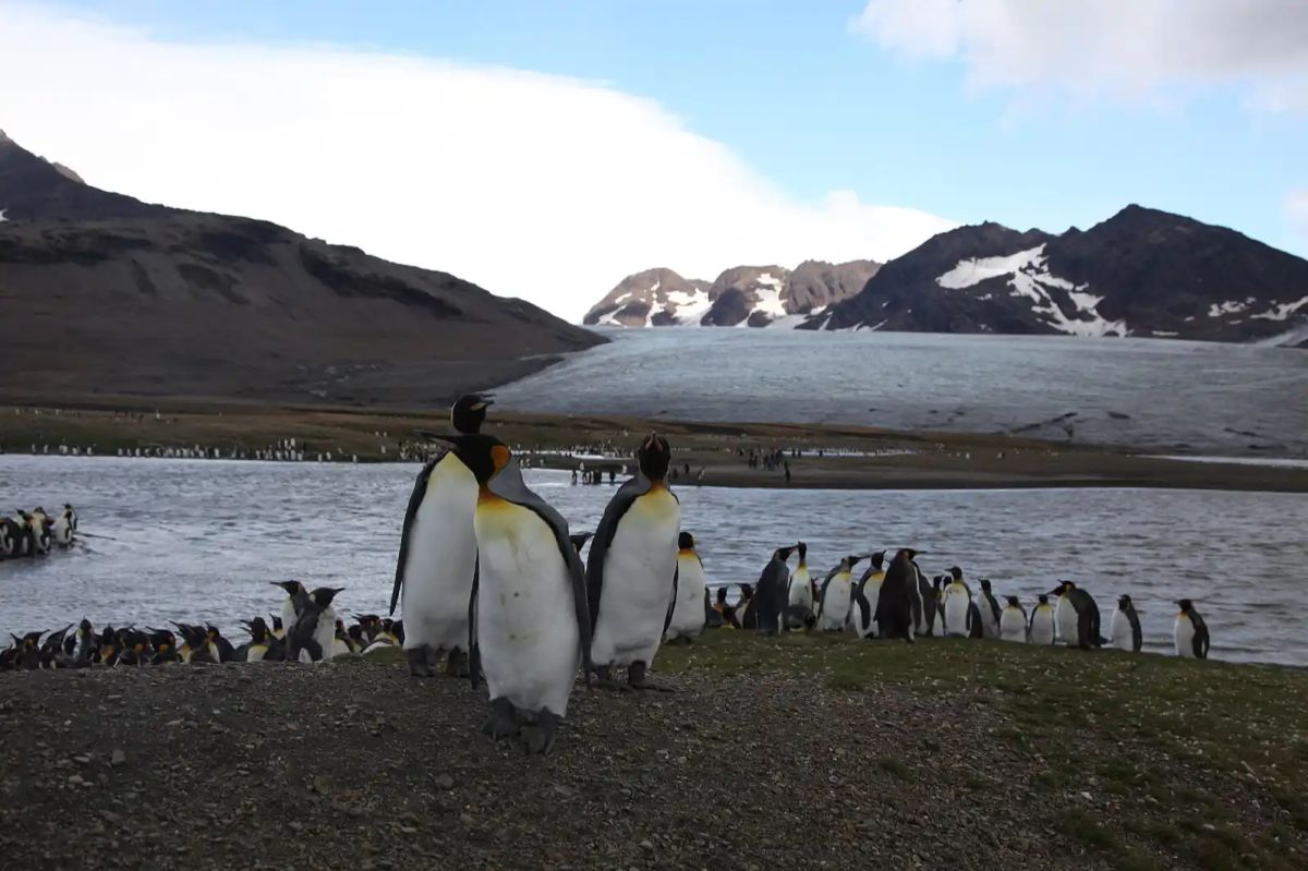 20 Best Places to See Penguins in the Wild (2026) website screenshot