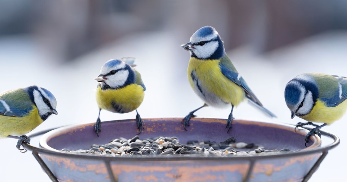 Garden Wildlife screenshot