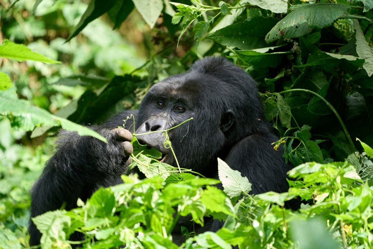 Pick Wild Safaris | Private Uganda &amp; East Africa Safaris website screenshot